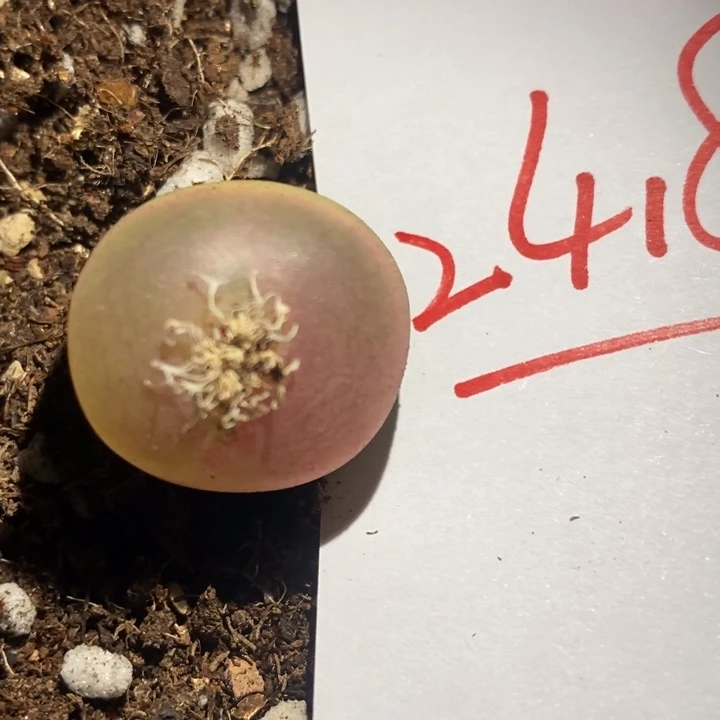 24182一个一个一个