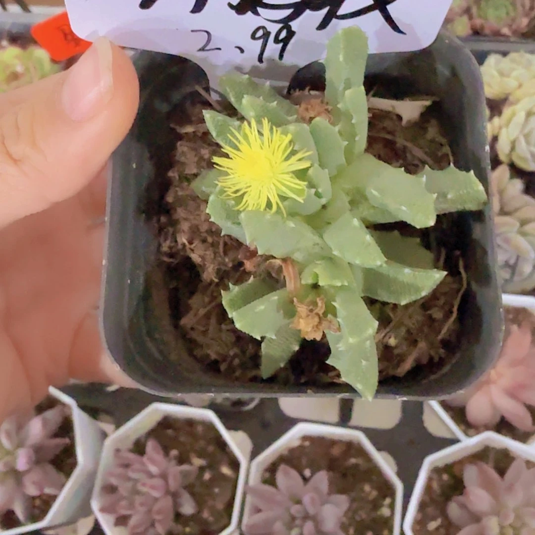 芳香波带土带盆发