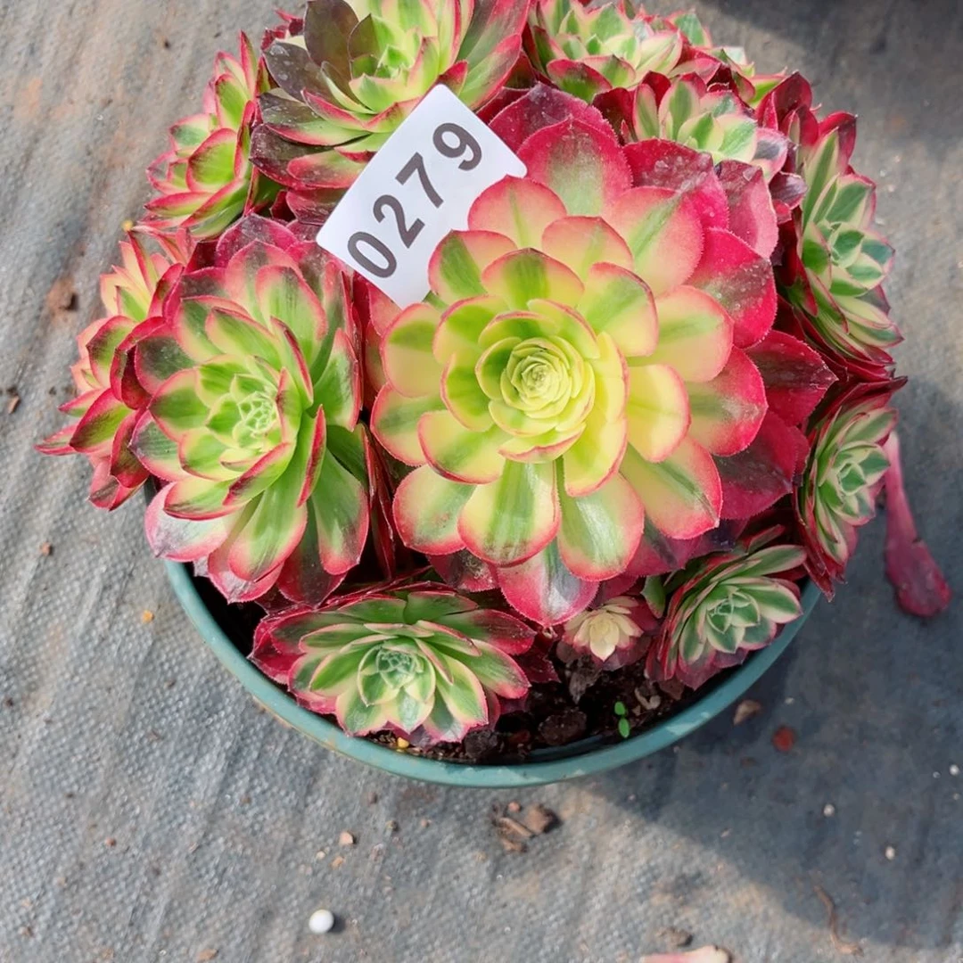 冰***?海仙多肉寄养多肉