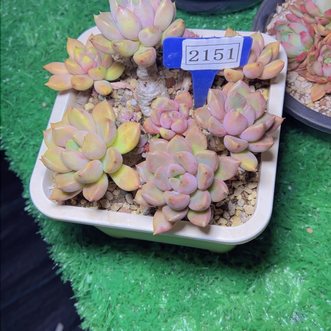 莲*?象牙2151多肉植物