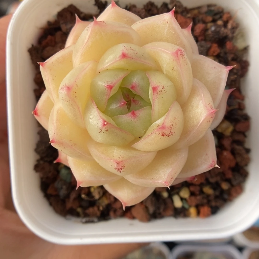 琉璃麦杆可拍423号。