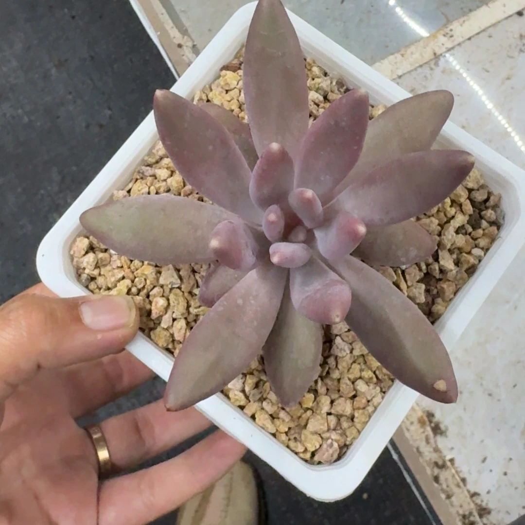 粒子星球 一物一拍