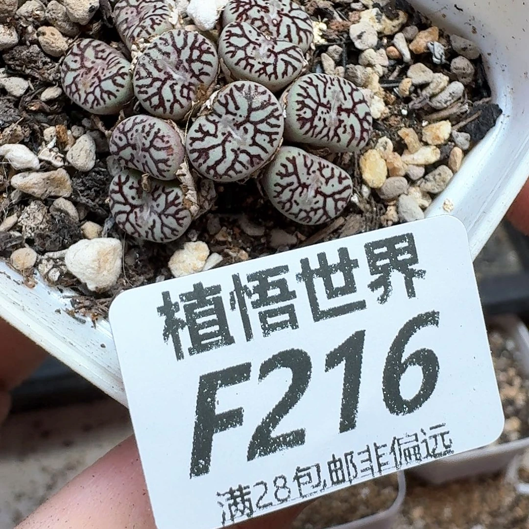 多肉植物的润泽付出