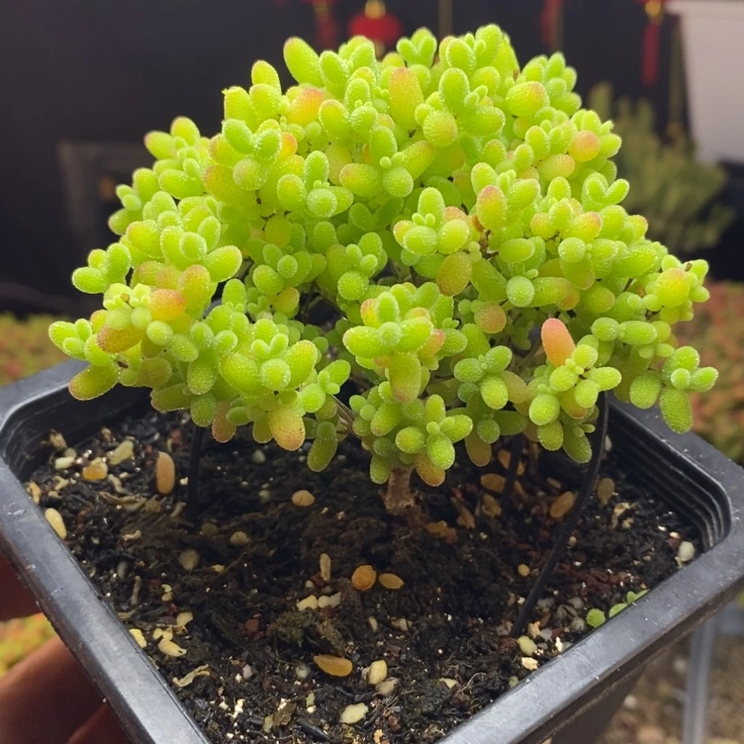 755后蜜橘糖球枝干