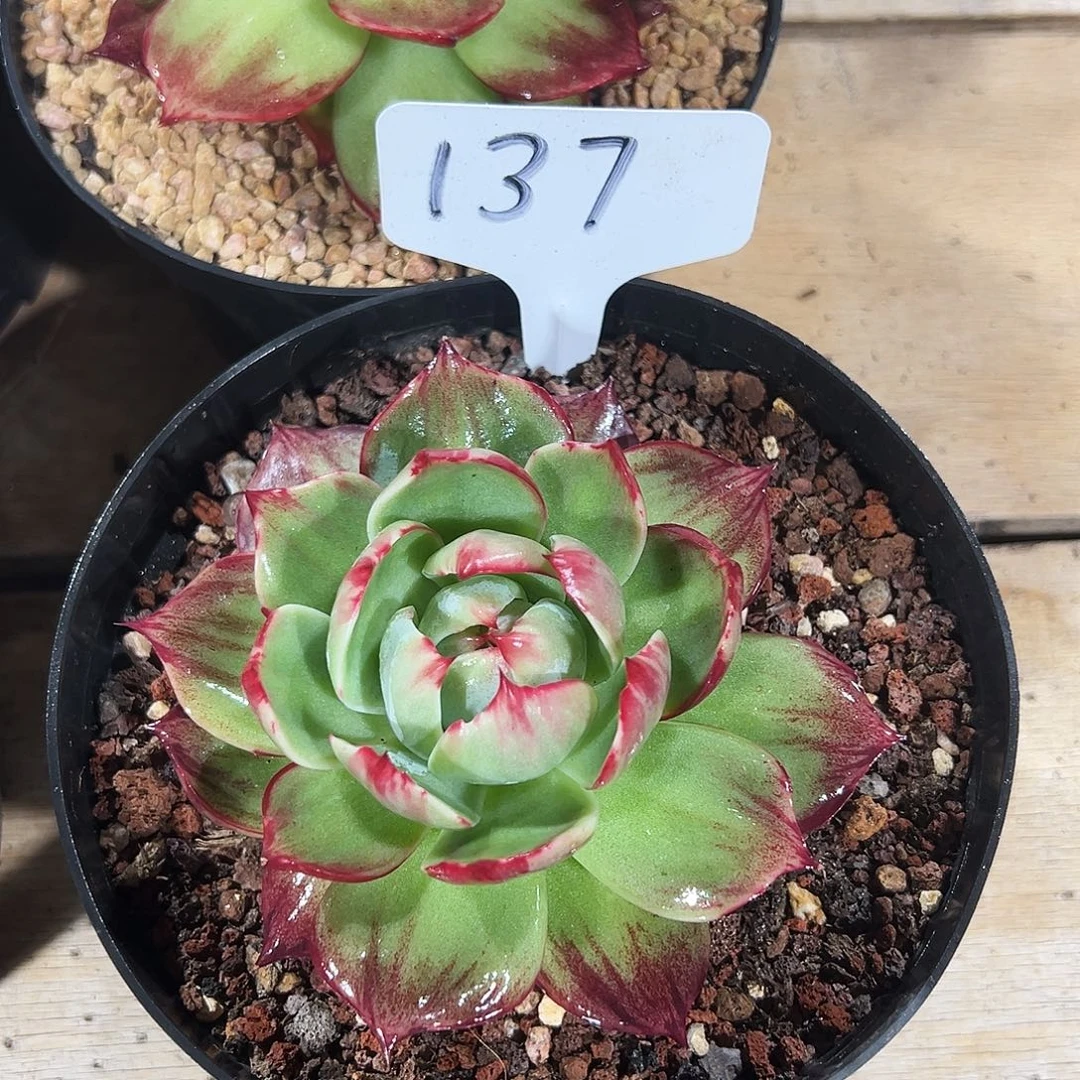 骑***街惊鸿仙子一物一拍137号