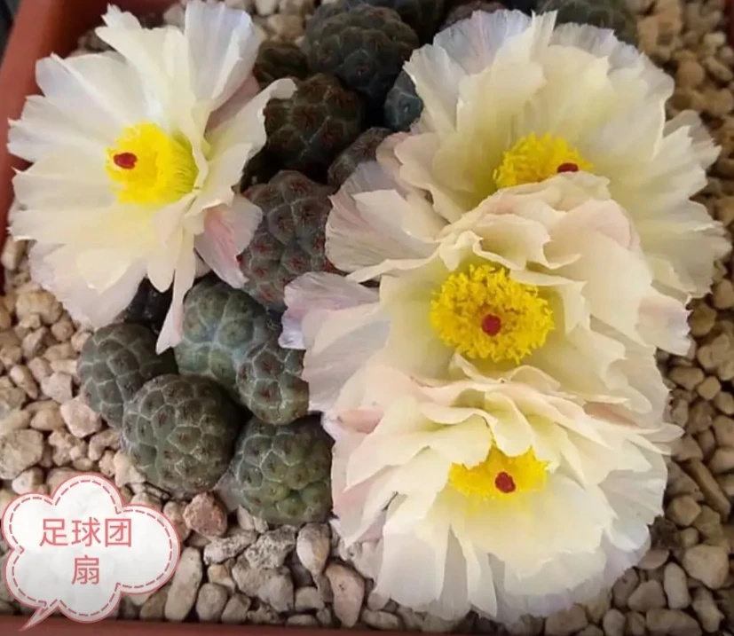 二妹园艺（小群生大型足球团扇 落地自根）仙人球满18包邮随机