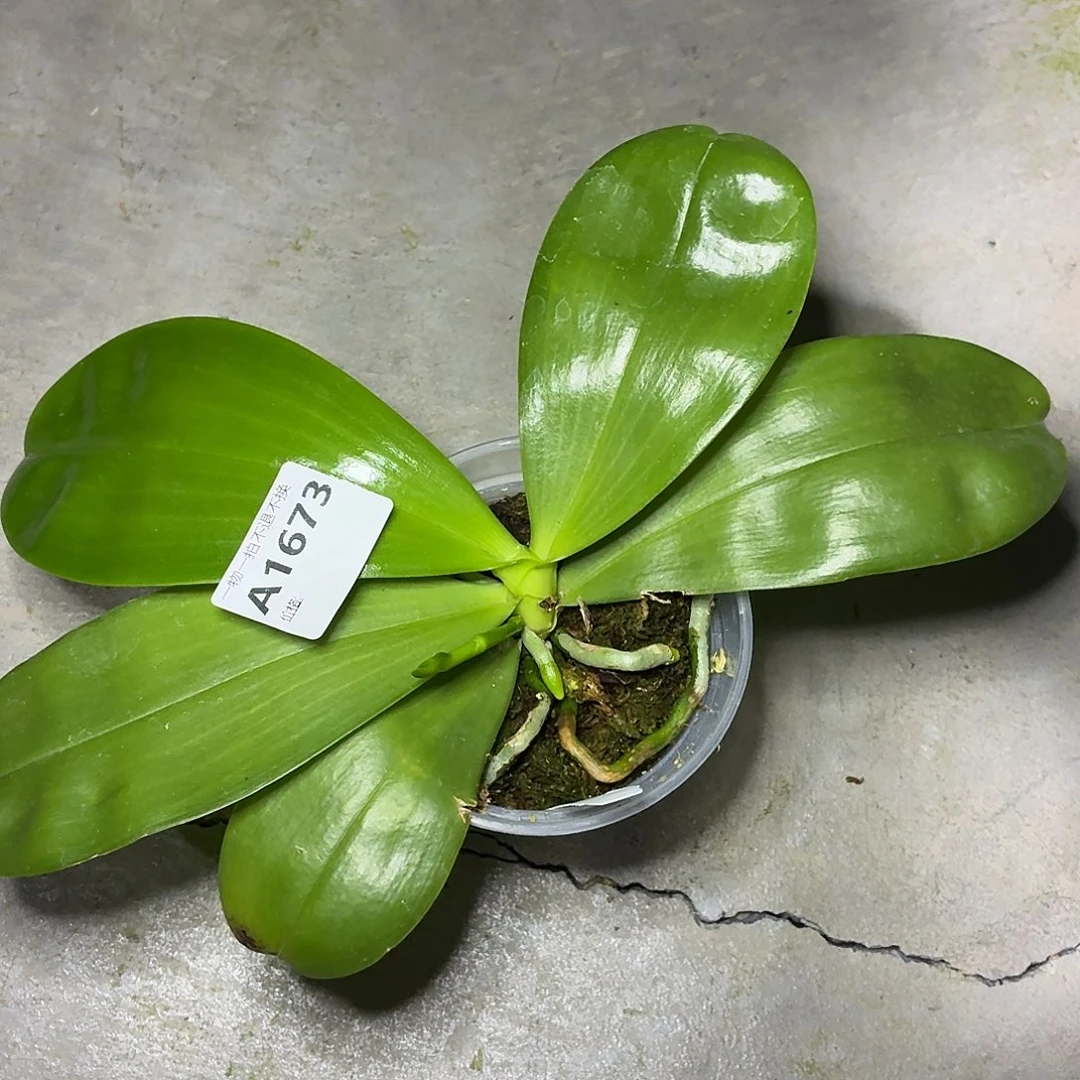 当前无花朵，栽培后可花朵A1673弥陀绿老虎