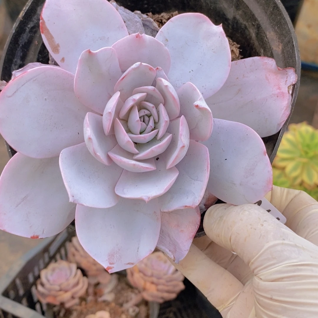 7644奶茶单头一物一拍