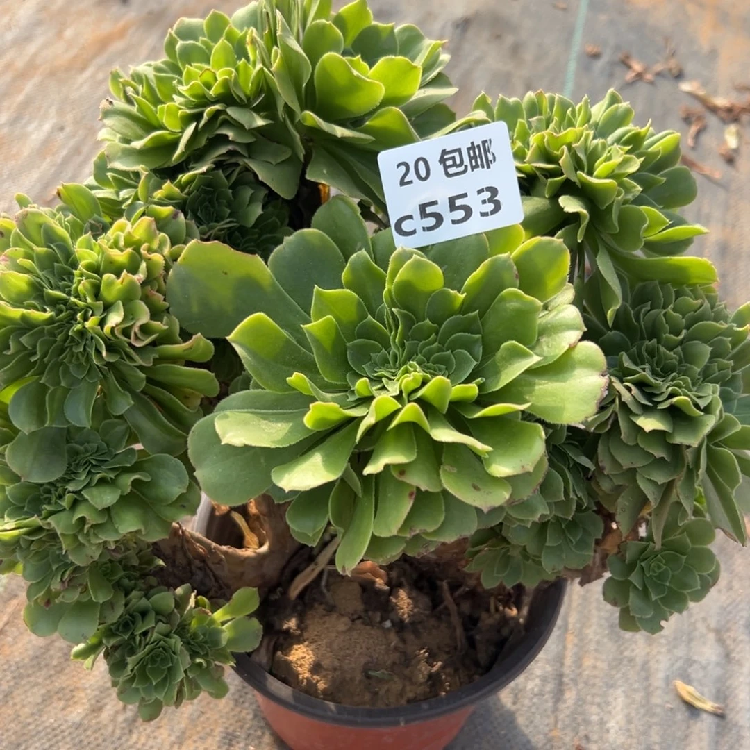 孙***娘553绿杨蓉缀，多肉法师