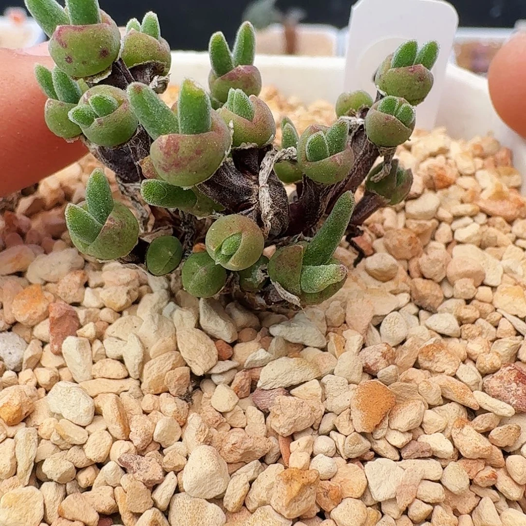 多肉植物枝干兔子短耳兔42