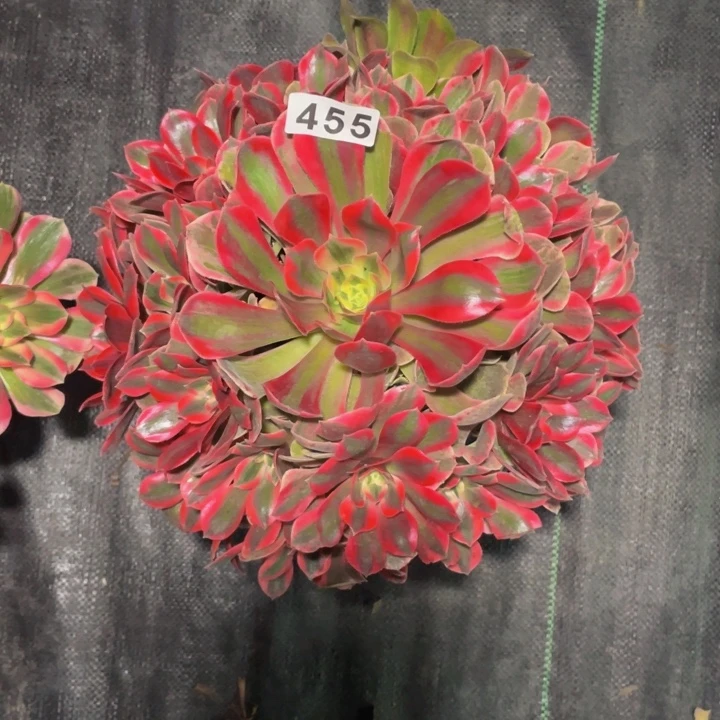 455老庄多肉法师女妖