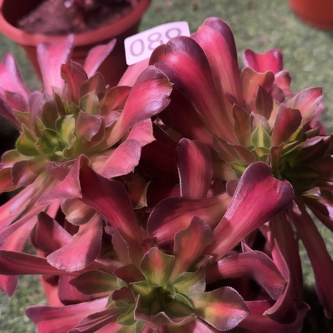 多肉植物法师那家皇后心形089