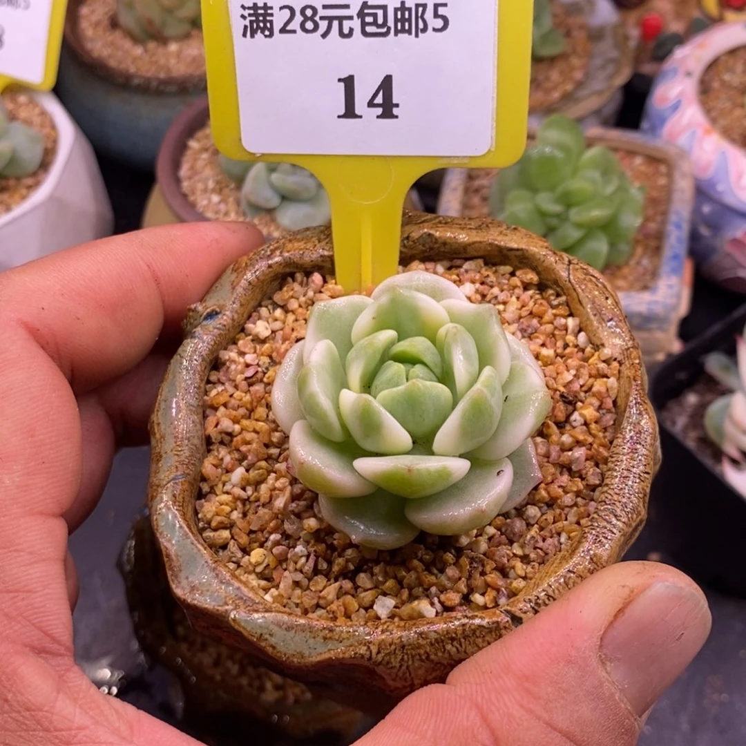 执*514香草富轮锦多肉植物