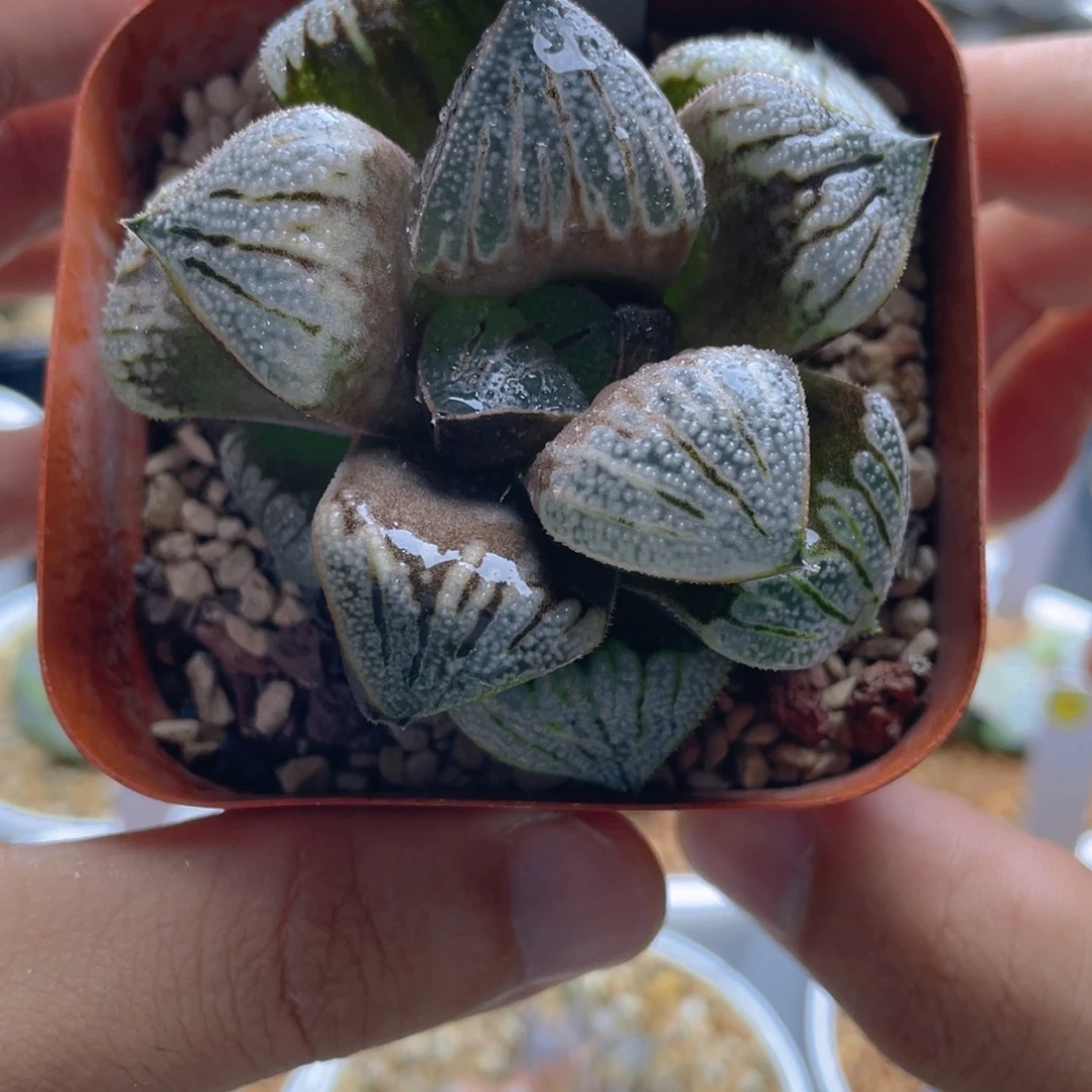 33.十二卷白羊座寿。