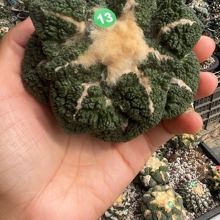袖蒲苗接落地仙人球13