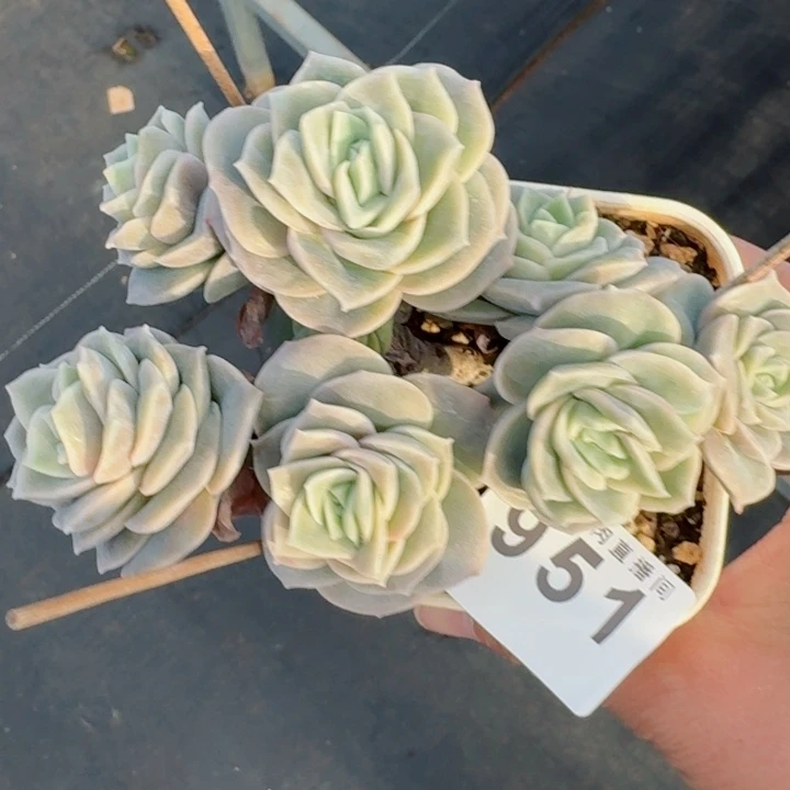 可爱玫瑰         精控精养多肉植物