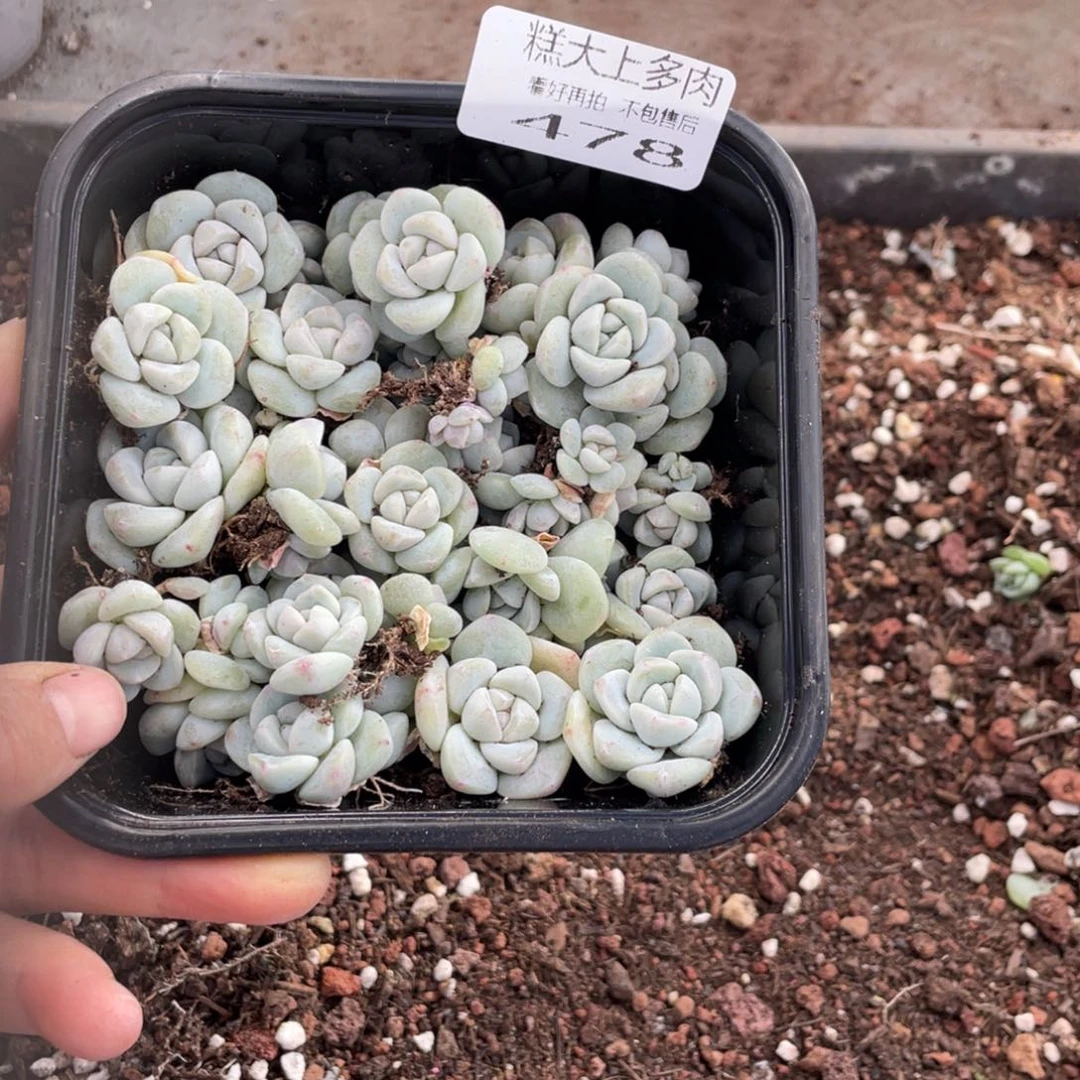 糕大上多肉植物478