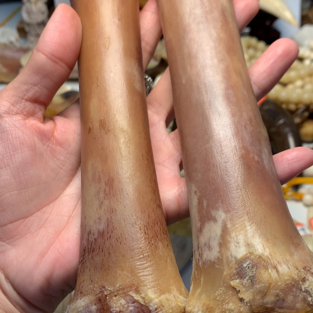 驼骨把件驼骨把件两根大骨头
