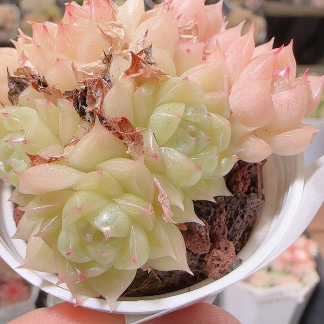 花语多肉1215-91散