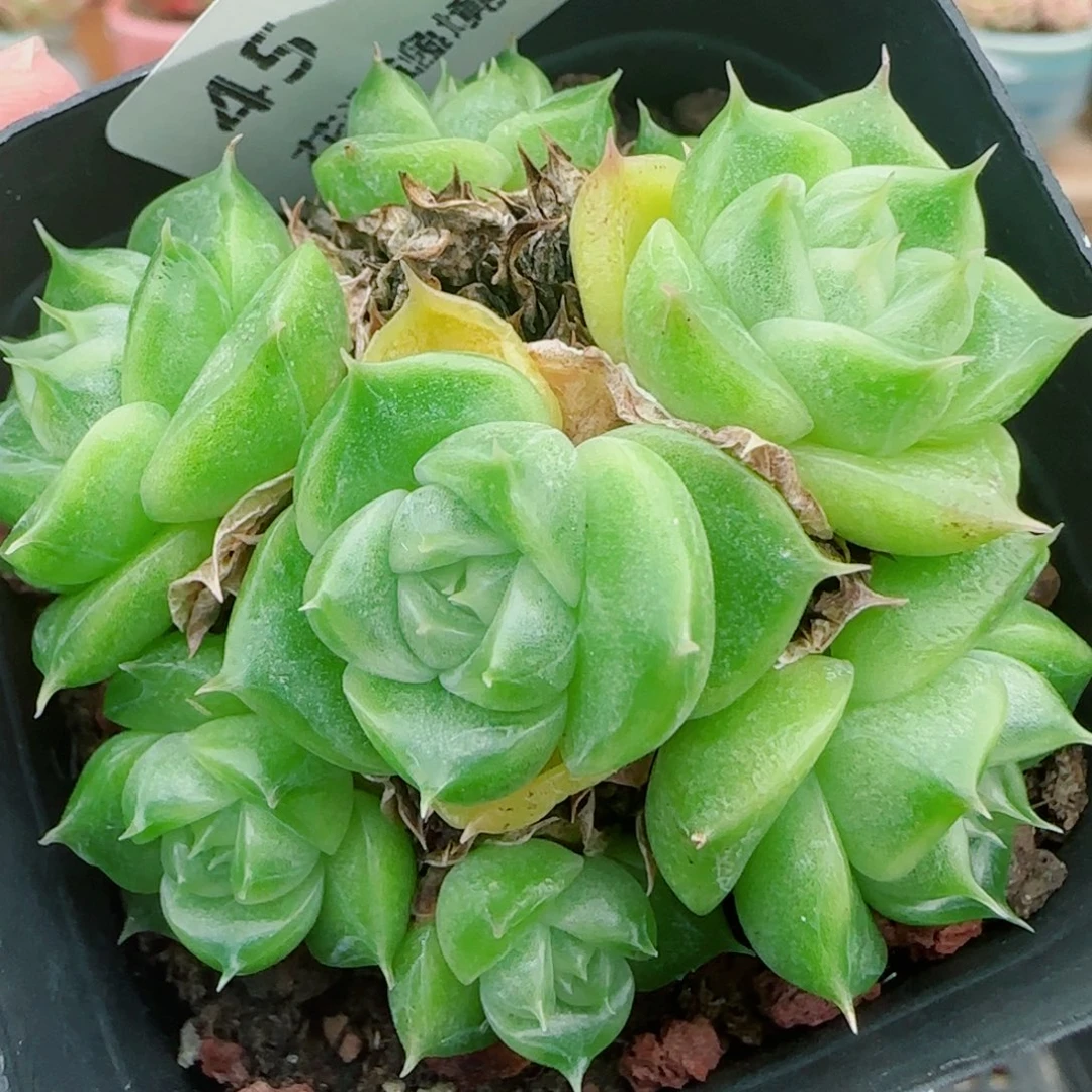 花语逸镜0927-45散