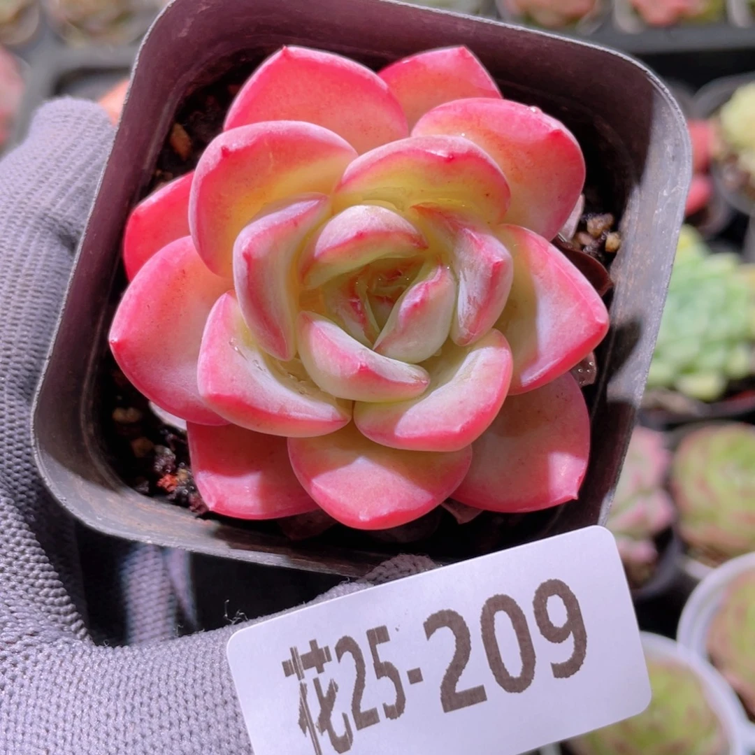 花利美25-209草莓泡芙