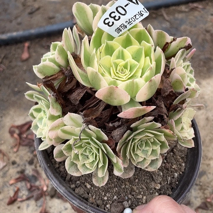 33玉资多肉植物法师