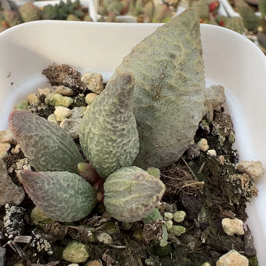 特价融化纹冰激凌大苗多肉植物