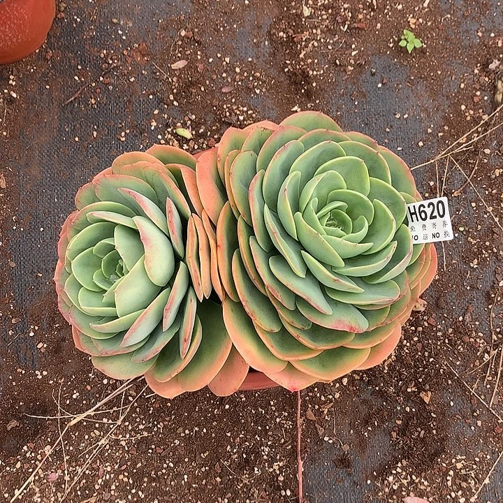 沐***0杂交大双头 非偏远38包邮 节后发
