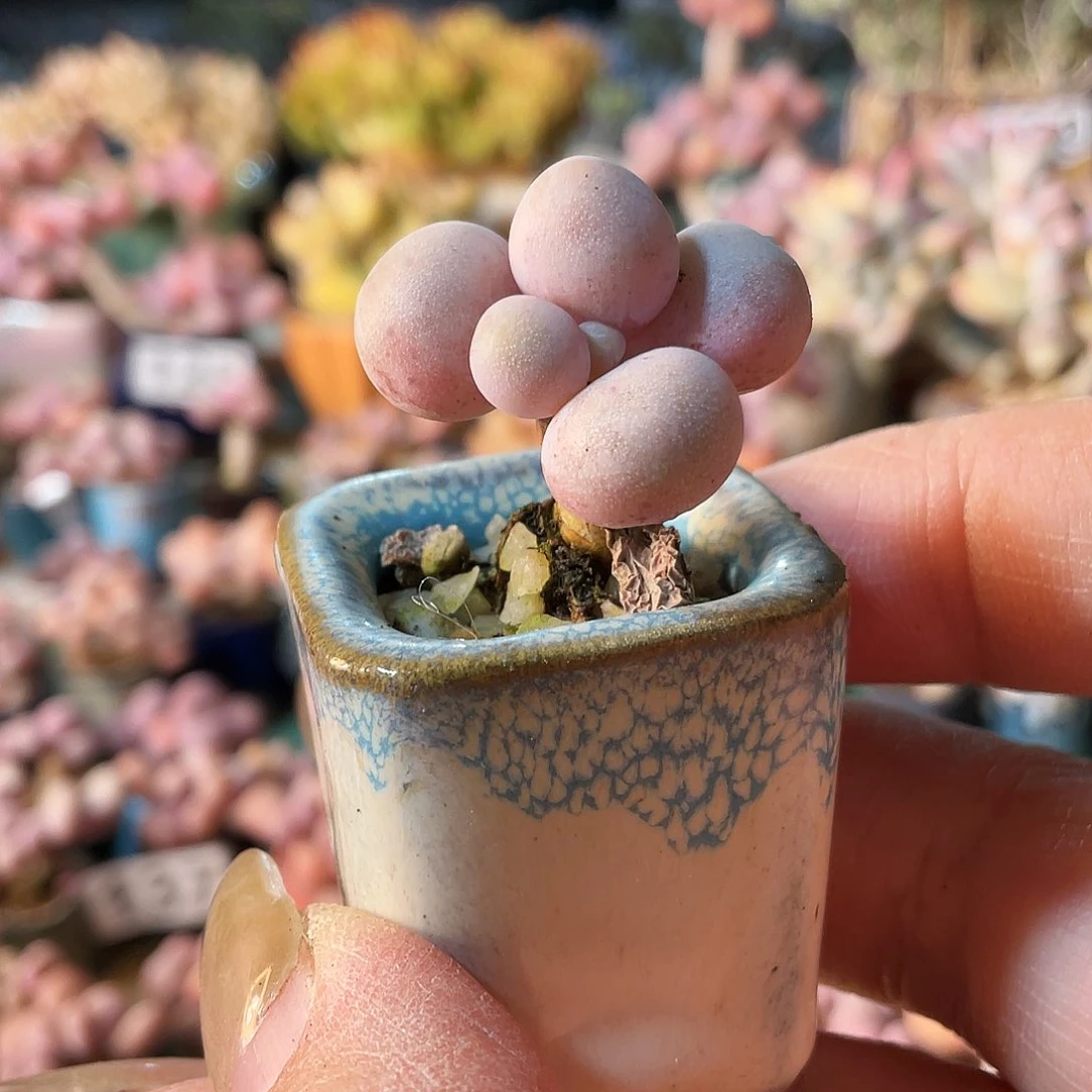 *️****多肉植物的生长发育与生长