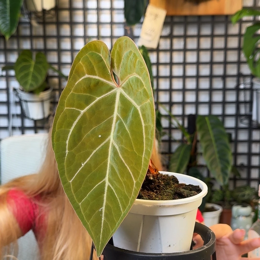 无花朵H****a一物一拍F89