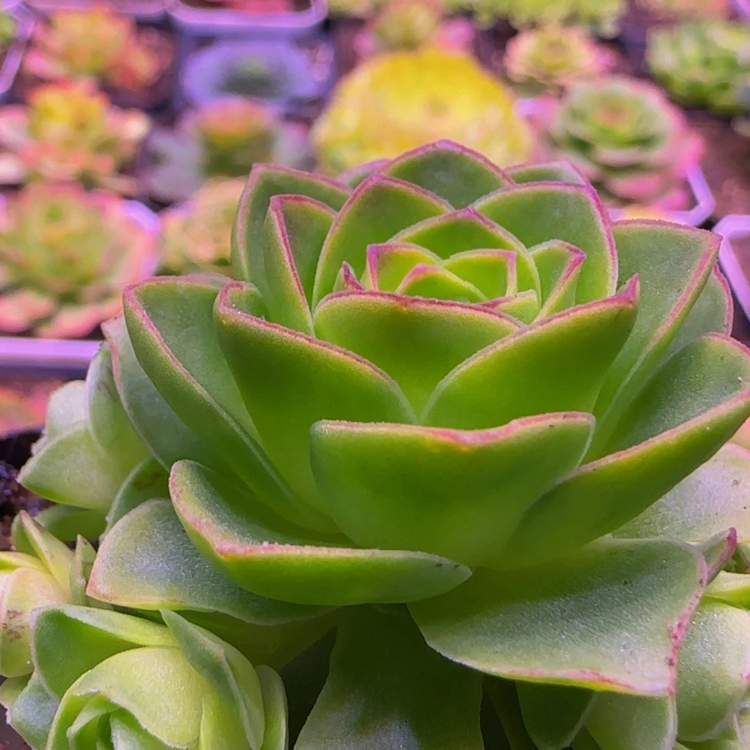 墨枫群1343467646768353