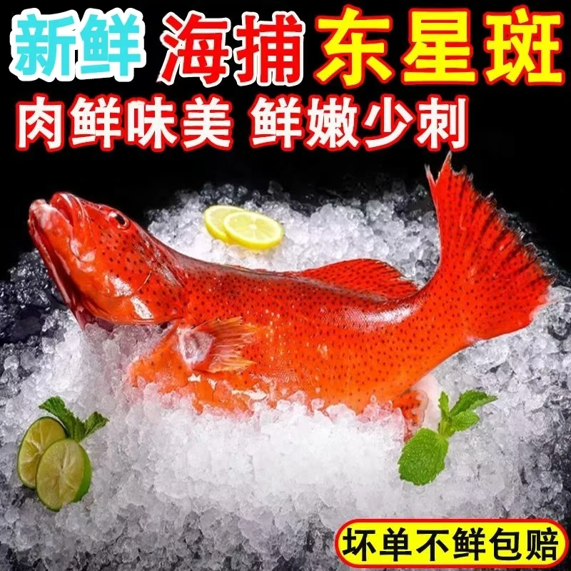 新鲜东星斑深海捕捞鲜活冷冻大东星斑新鲜鱼海鲜生冻顺丰包邮