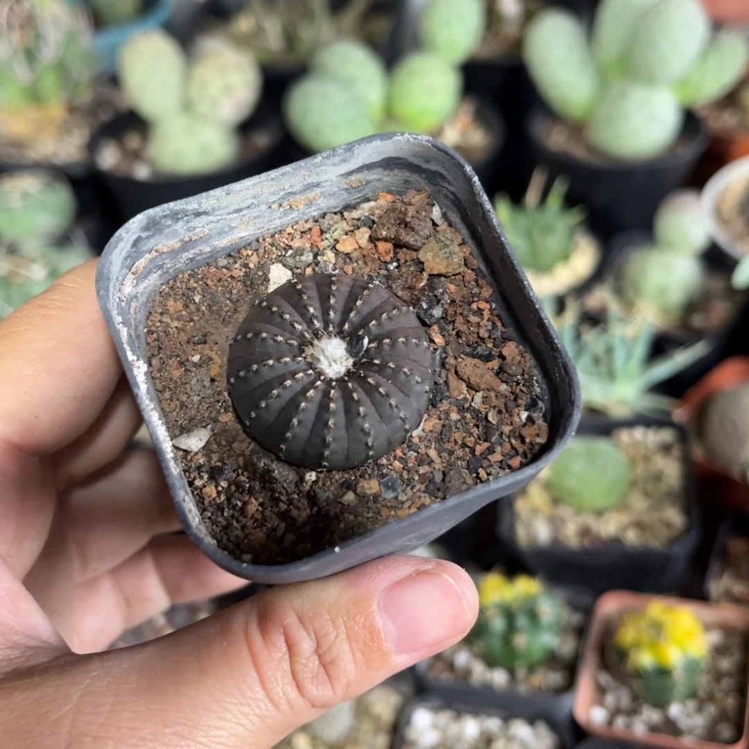 仙人球一物一拍实生22