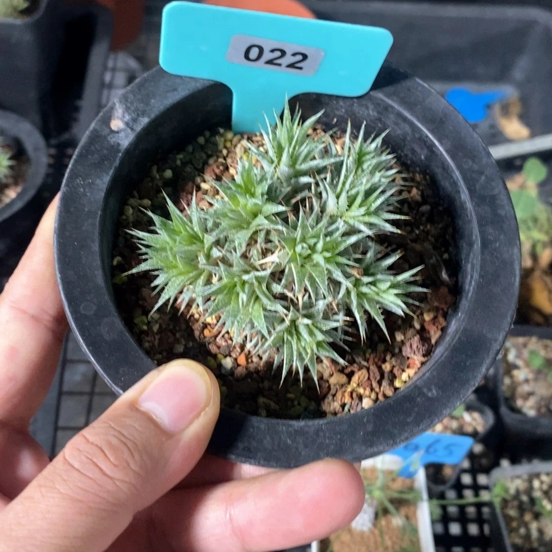 坨坨凤多肉植物一个