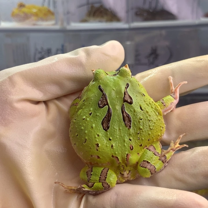角蛙特价蝴蝶角蛙 公 有瑕疵