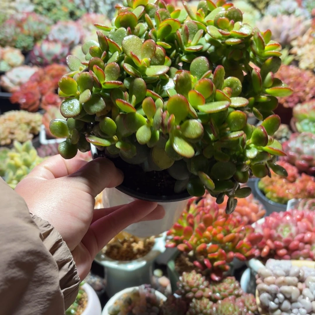 摇钱树多肉整群11㎝盆