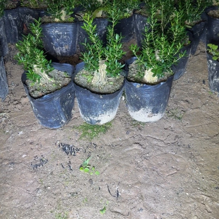 完全开放护心土发货不带盆3颗