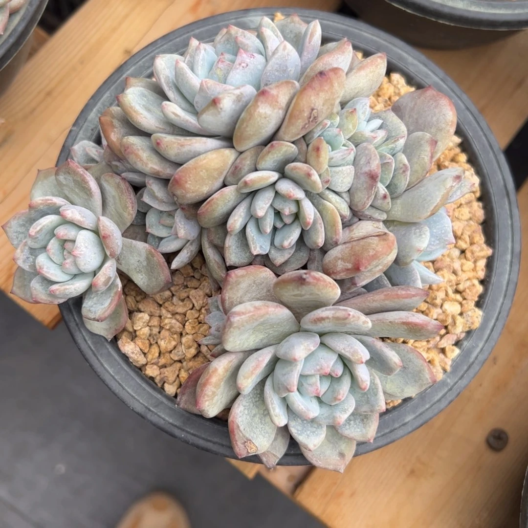 ?***?新年快乐 新年快乐