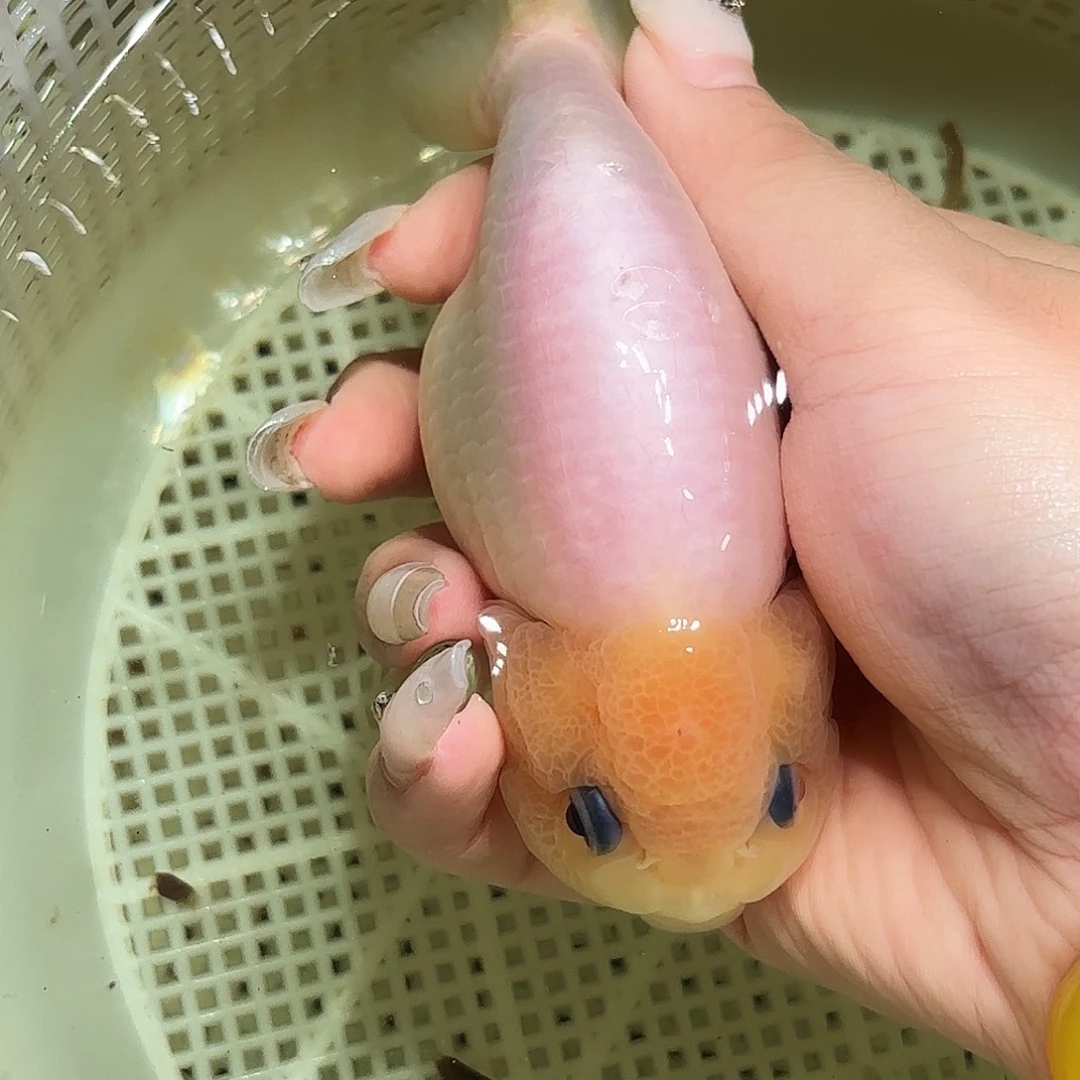 日***星金鱼拍包装包邮，不拍包装运费到付