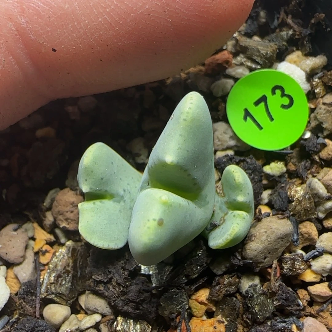 大型白花鹿角多肉植物173
