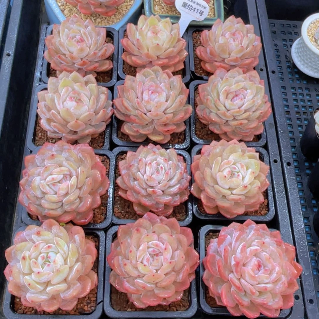 量拍41号新年福利奶油优选雪天使大单头一个