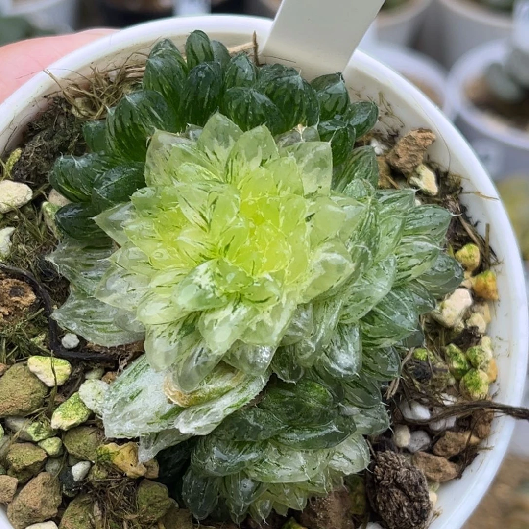 18群生翠云锦（有一头缀化）福利专场