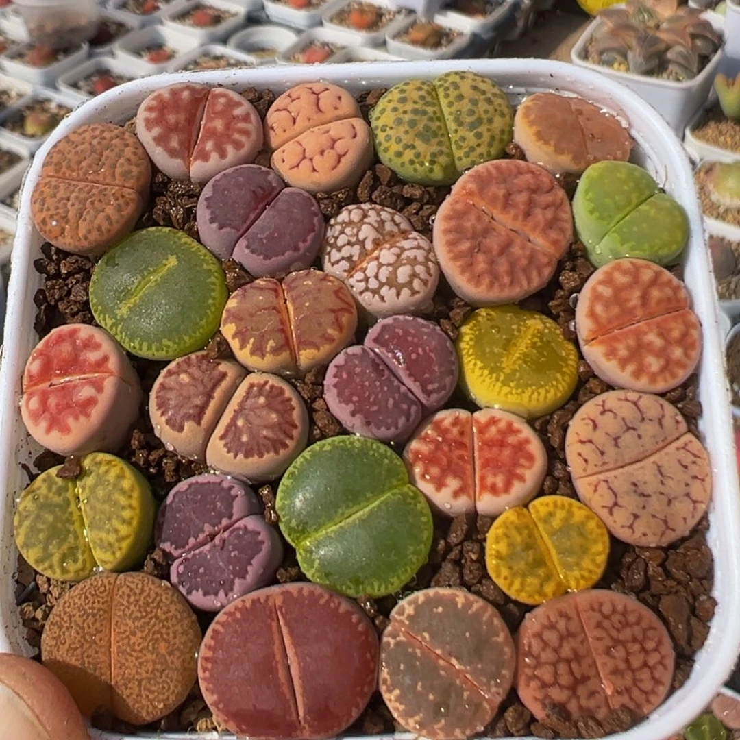 21多肉植物百科知识