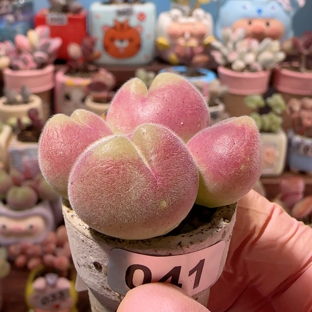 粉红毛翠 盆口2.5cm 微瑕