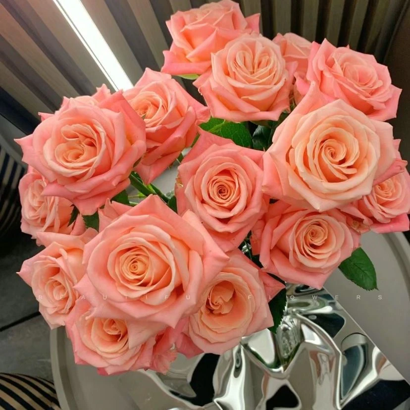 【需要提前一天预定下午5点之前下单】鲜切花猪小姐玫瑰一扎20支云南发货A级家居鲜花
