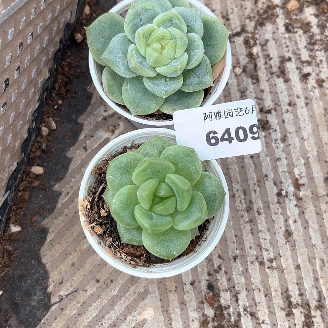 阿雅园艺。       6409