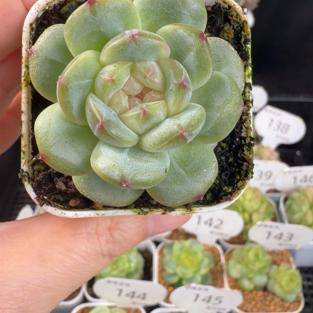 瑶瑶珍妮单头147号