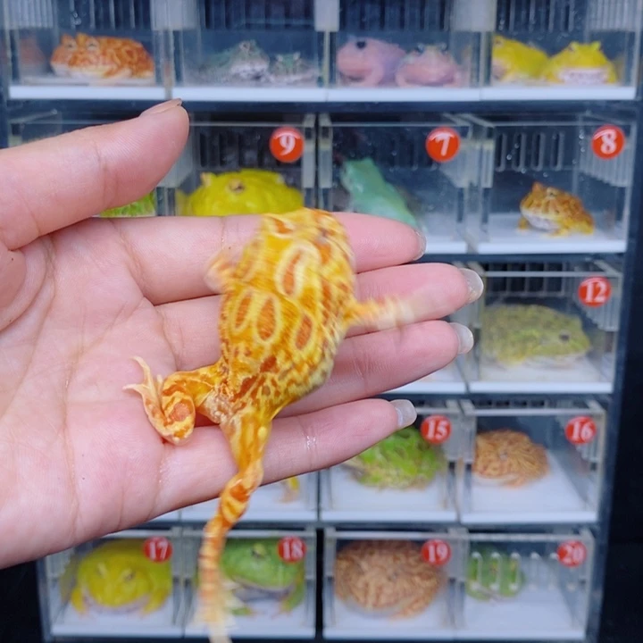 角蛙恭喜发财大吉大利