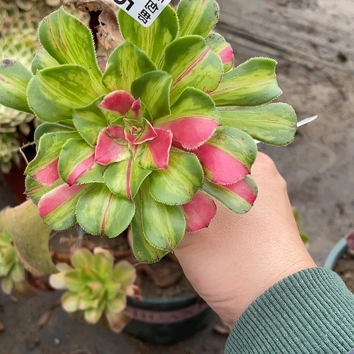 455嫁接知否多肉植物法师