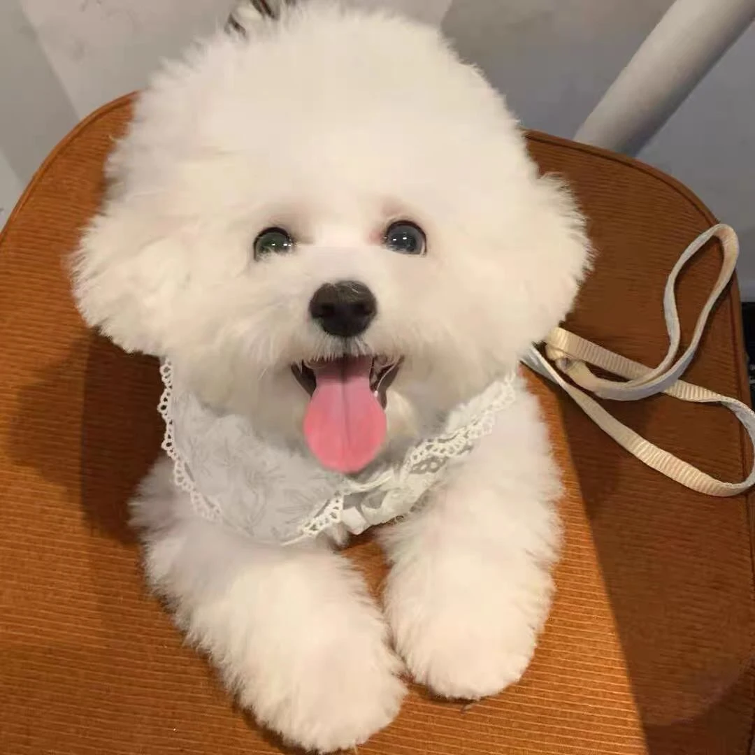 【瑶瑶家】精品韩系小体标体比熊幼犬活体狗狗